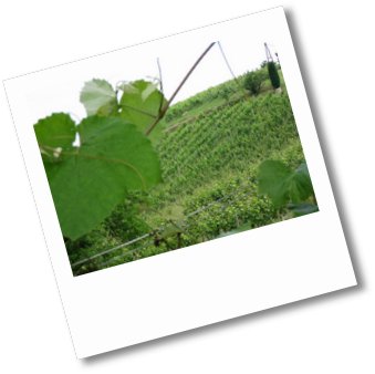 20080614 Südsteiermark 066