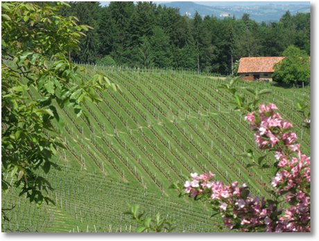 20090517 S&uuml;dsteiermark 106