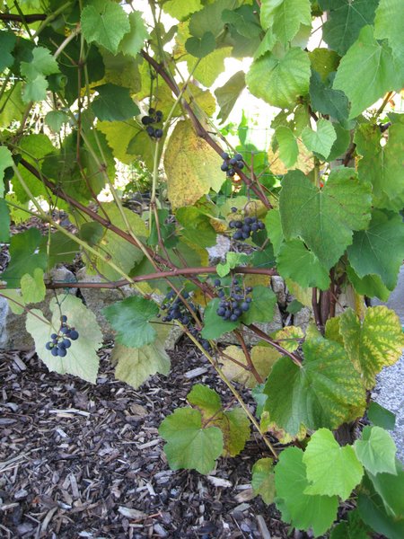 20101010 Weinrebe Garten 003