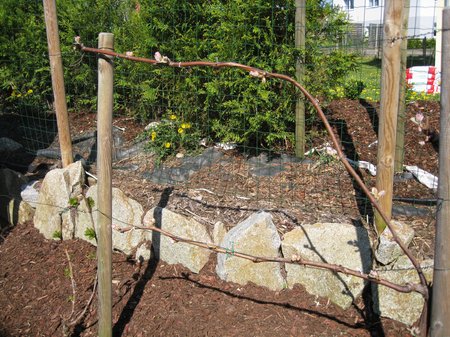 20110422 Wein 005