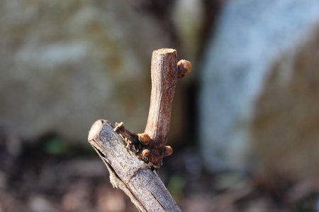 20130421 Wein-im-Garten 003