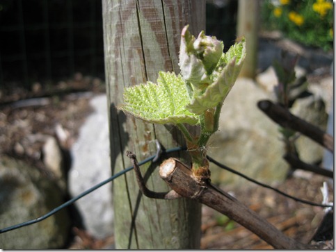 Weinaustrieb_Wein-im-Garten1