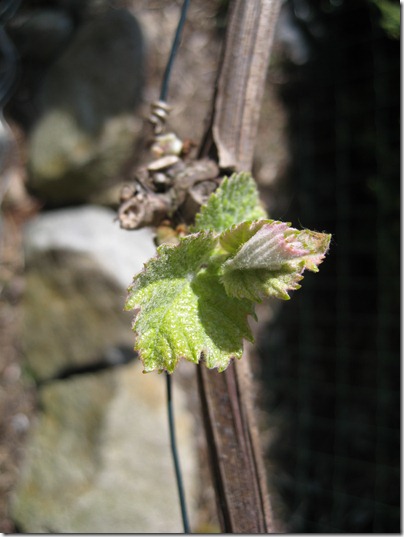 Weinaustrieb_Wein-im-Garten2