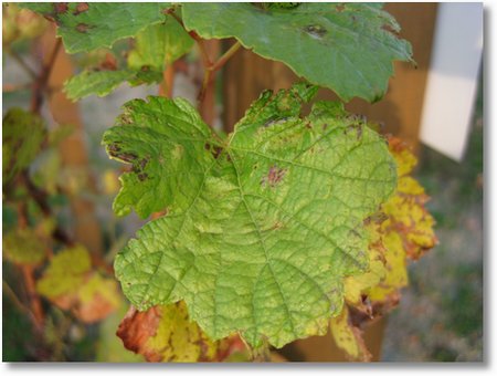 Chardonnay Morillon2