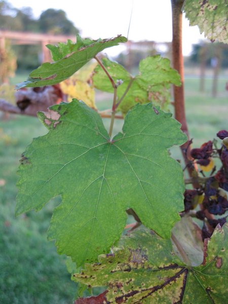 Grüner-Veltliner Weißwein