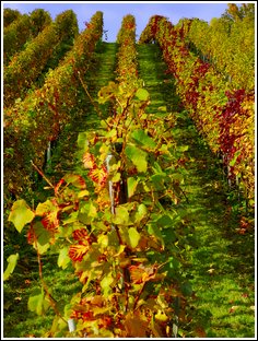 Weinberg