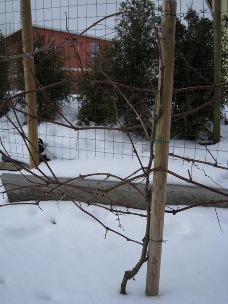 Weinreben im eigenen Garten Winter