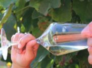 Weinverkostung - Weinbewertung